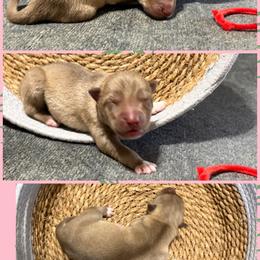 Nami - Red and white female Siberian Husky puppy in Canton, Ohio from Bleu Skies Siberian Huskies