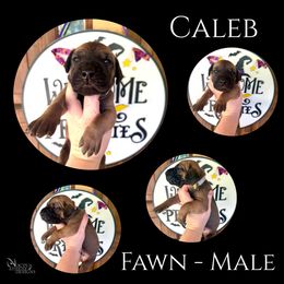 Caleb - Fawn male Great Dane puppy in Longview, Texas from Noctua Kennels