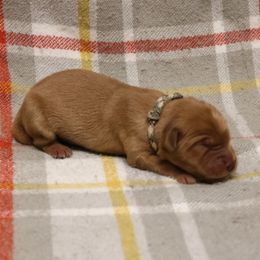 Colt - Dark golden male Golden Retriever puppy in New Weston, Ohio from Bertke AKC Golden Retrievers and Bernese Mountain Dogs
