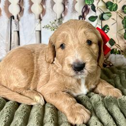 Red Girl - Cream female Goldendoodle puppy in The Woodlands, Texas from Gracie's Goldendoodles and Bernedoodles of The Woodlands