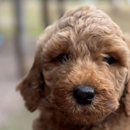 Poodles from Red Heads