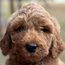 Poodles from Red Heads