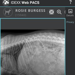 Australian Shepherd Puppies from Faith Built Ranch