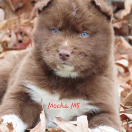 Mocha Male 5 - Red and white male Siberian Husky puppy in Hiawassee, Georgia from Chastains Huskies