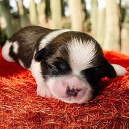 Shih Tzu Puppies from Small Pawz Kennel