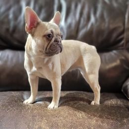 Nala - Fawn and white French Bulldog puppy in Indiana from Courtney's Pups