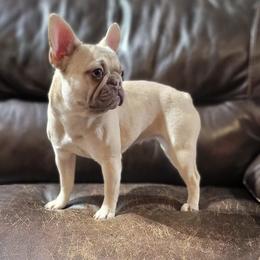 Nala - Fawn and white French Bulldog puppy in Indiana from Courtney's Pups