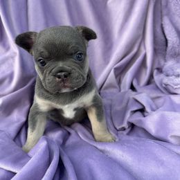 French Bulldog Puppies from Kehaulani Crittle