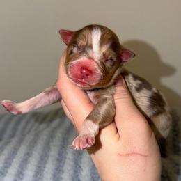 Hopper - Red merle male Australian Shepherd puppy in Anniston, Alabama from All Hale Aussies