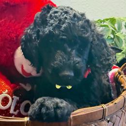 Teddy - Black male Goldendoodle puppy in Salem, Oregon from Capital Doodles