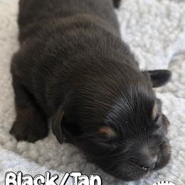 Zack - Black tri male Miniature Australian Shepherd puppy in Jaroso, Colorado from Heaven Sent Aussies