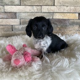 Dachshund Puppies from Benji’s Babies