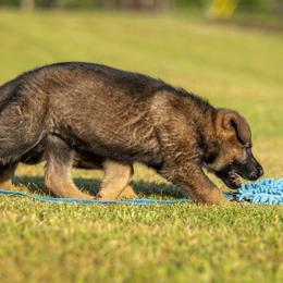 German Shepherd Puppies from Sommerfeld German Shepherds
