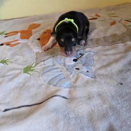 Lime - Black white and tan male Collie puppy in Wykoff, Minnesota from Country Collies