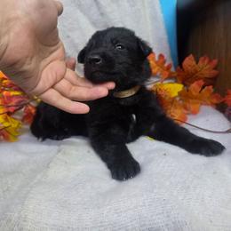 Beige Collar Male - Black male German Shepherd puppy in Cadet, Missouri from Working Valley Shepherds