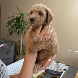 Goldendoodle Puppies from Rylaarsdam Doodles