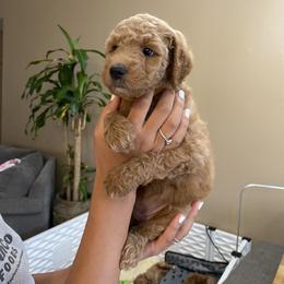 Goldendoodle Puppies from Rylaarsdam Doodles