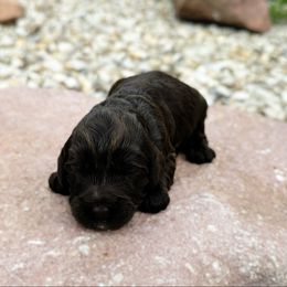 Pending - Chocolate female Australian Labradoodle puppy in Wamego, Kansas from Doodles of Oz