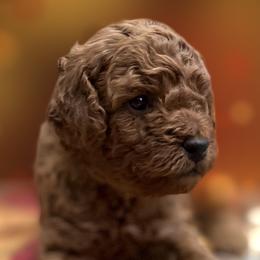 Boots - Red  male Poodle puppy in Florida from Rouge Poodles