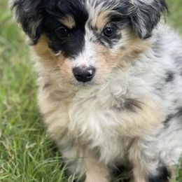 Miniature Australian Shepherds from Two-Three Aussies