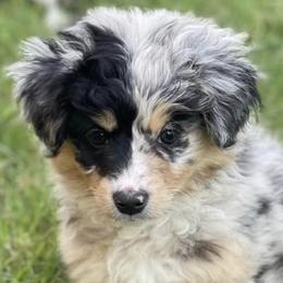 Miniature Australian Shepherds from Two-Three Aussies