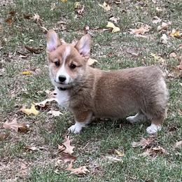 LANI - AKC - Red female Pembroke Welsh Corgi puppy in Millsap, Texas from BJ's Blessings