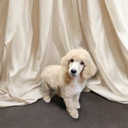 Poodle Puppies from Impressive Cartwright Poodles