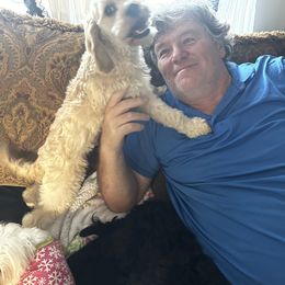 Cavapoo, Cockapoo, and Maltese Puppies from Clearview Canines