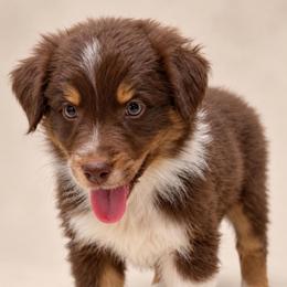 Max - Red tri-color male Australian Shepherd puppy in Placerville, California from BFF Aussies