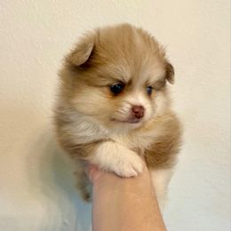 Tow-Mator - Chocolate merle male Pomeranian puppy in Stroud, Oklahoma from Laik’s Little Shihtz & Poms