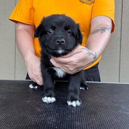 Riptide - Black male Miniature American Shepherd puppy in White City, Oregon from Born Rogue Miniature American Shepherds