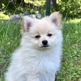 Pomeranians from Our Lil Pommers