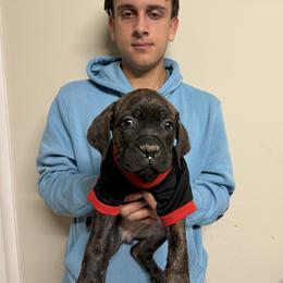 Girl 2 - Chestnut brindle female Cane Corso puppy in Kaufman, Texas from Phantom Corsos