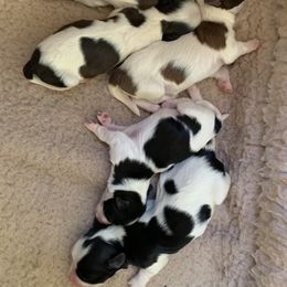 Havanese Puppies from Peace Love Havanese