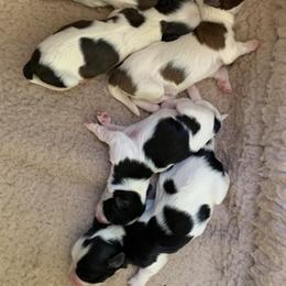 Havanese Puppies from Peace Love Havanese