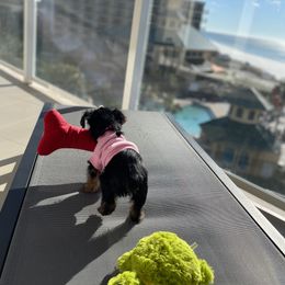 Yorkshire Terrier Puppies from Many Minnie Yorkies