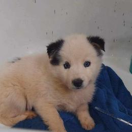 Siberian Husky Puppies from StormVale Siberian Huskies