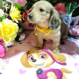 Dachshund Puppies from CLARK'S BREEDING PROGRAM