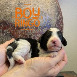 Ringo - Black and white male Bernedoodle puppy in Cambridge, Minnesota from Country Meadow Doodles