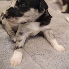 "Posey from the Flower litter" Bordoodle Puppies from Brisby Bordoodles