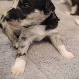 "Posey from the Flower litter" Bordoodle Puppies from Brisby Bordoodles