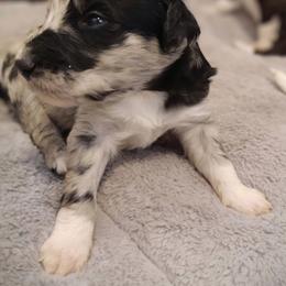 "Posey from the Flower litter" Bordoodle Puppies from Brisby Bordoodles