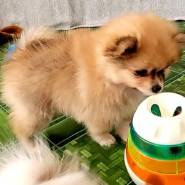 Pomeranian Puppies from Pawsome Poms