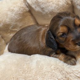 Shaded Red 1st Born - Red male Dachshund puppy in Rochester, Washington from Curtiss Dachshunds