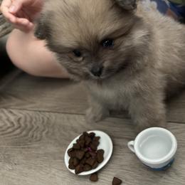 Pomeranian Puppies from Tinkerpoms