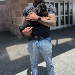 "D litter pup with new family" Rottweiler Puppies from VHWilliamsRottweilers
