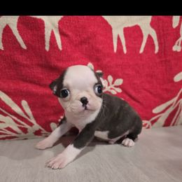 Boy 3 - Seal brindle and white male Boston Terrier puppy in Gibson City, Illinois from Quinn's Kennels