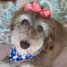 Penny - Red phantom female Aussiedoodle puppy in Buffalo, Illinois from Pear Tree Pups