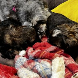 Shih Tzu Puppies from Meihem Pups