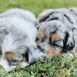 Bernedoodle Puppies from Salty Point Doodles